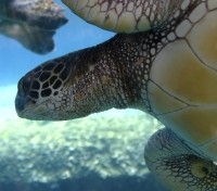 Sea Turtles
